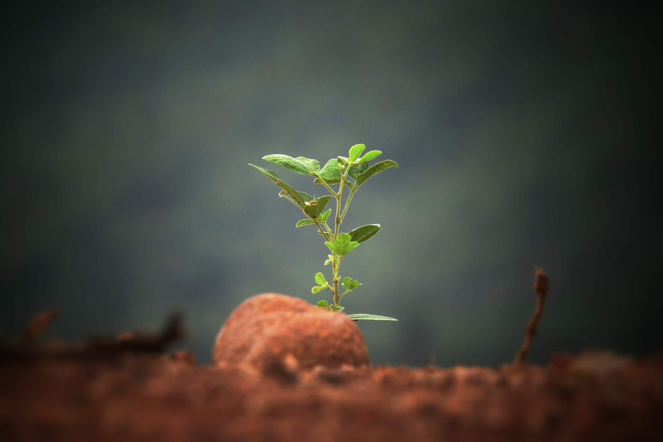 Plante verte pousse dans la terre ecologie